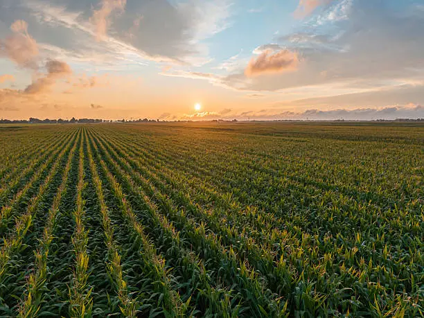 Fields